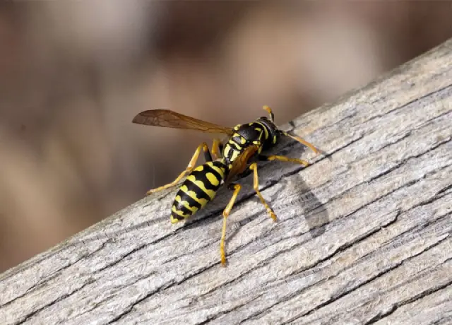 Wasps 1 Wasp Control Near Me