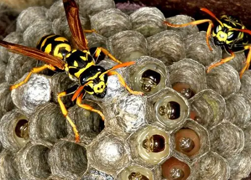 Wasps 3 Wasp Nest Removal Near Me